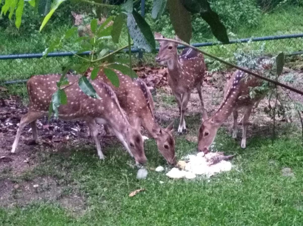 Deer Garden Guest 호텔 폴로나루와 외부 사진