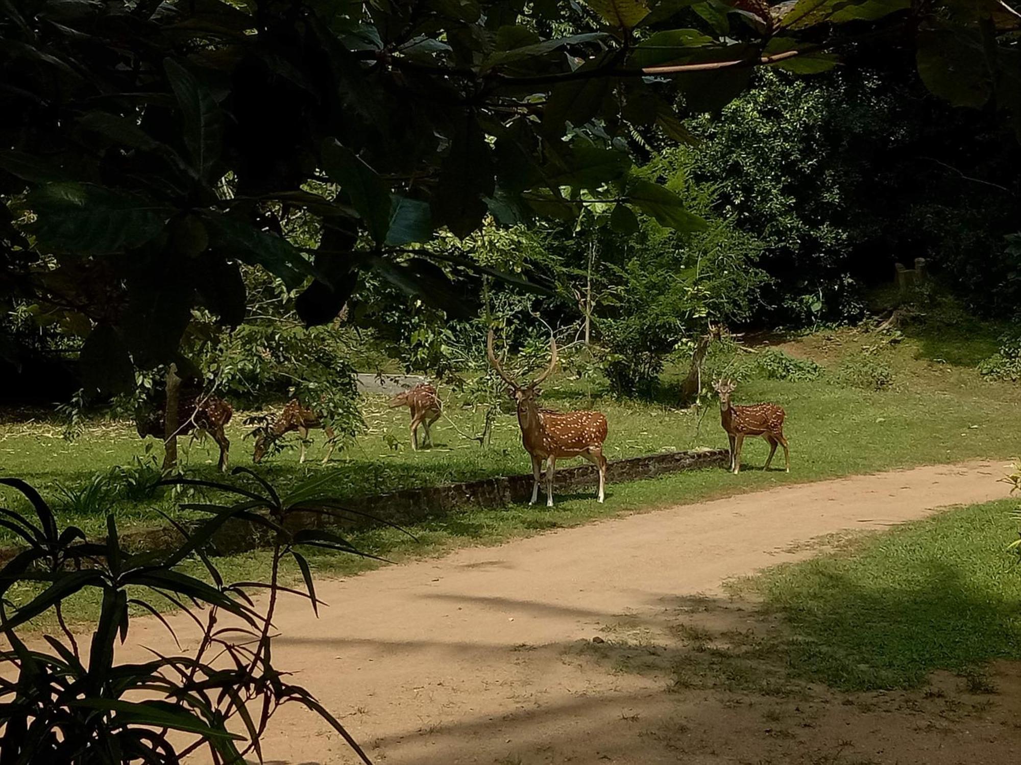 Deer Garden Guest 호텔 폴로나루와 외부 사진